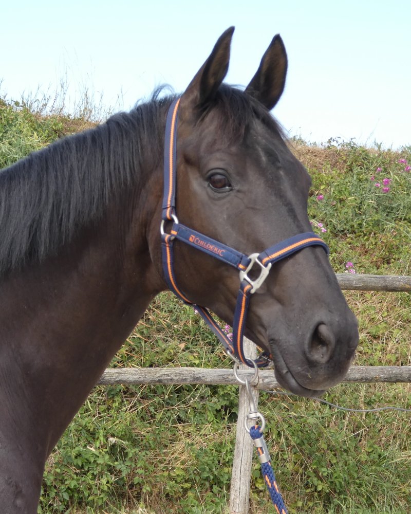 Gelding by Spörcken x Compliment