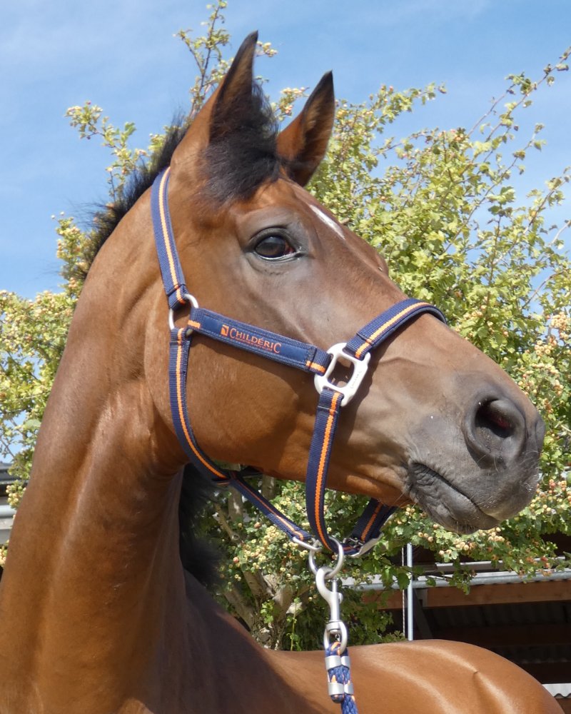 Gelding by Finest x Don Frederico