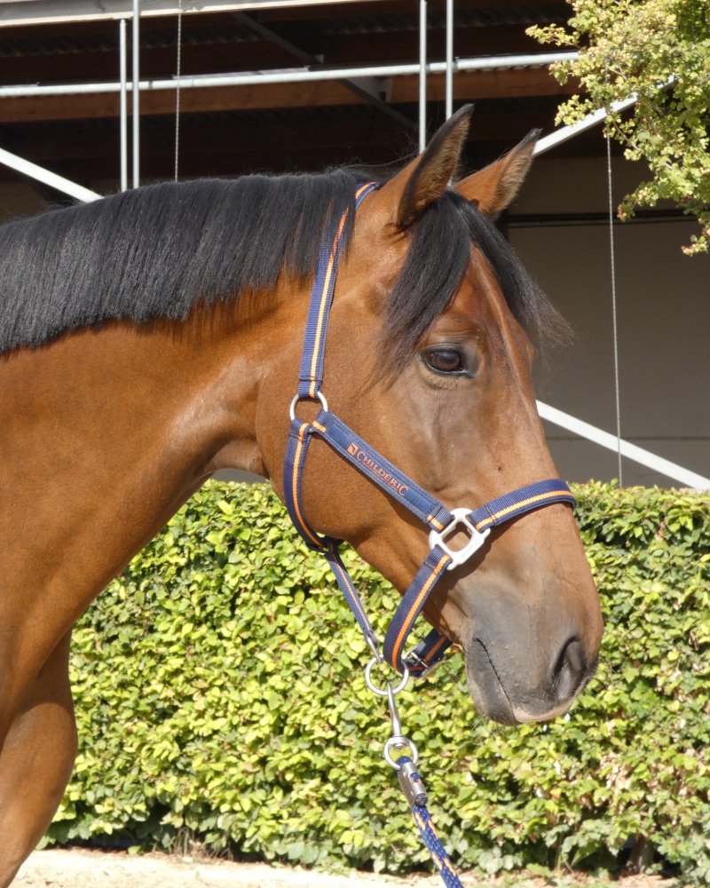 Gelding by Revolution x Sir Oldenburg