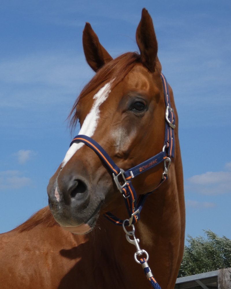 Mare by Floris Prince x Dancier
